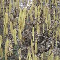 Corylus avellana 'Contorta'